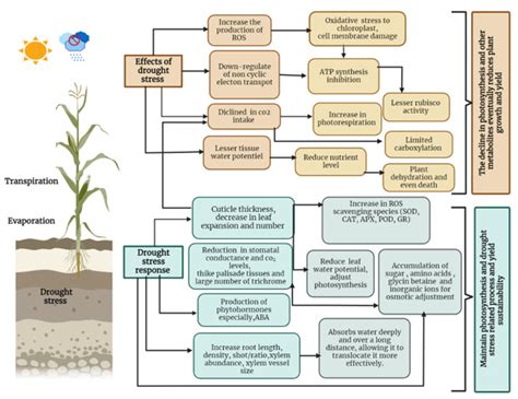 Plant Growth-Promoting Rhizobacteria (PGPR): A Rampart against the ...