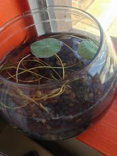 how to grow lotus from seed day lotus seeds winci s food garden experiment how to grow lotus from seed day lotus seeds winci s food garden experiment