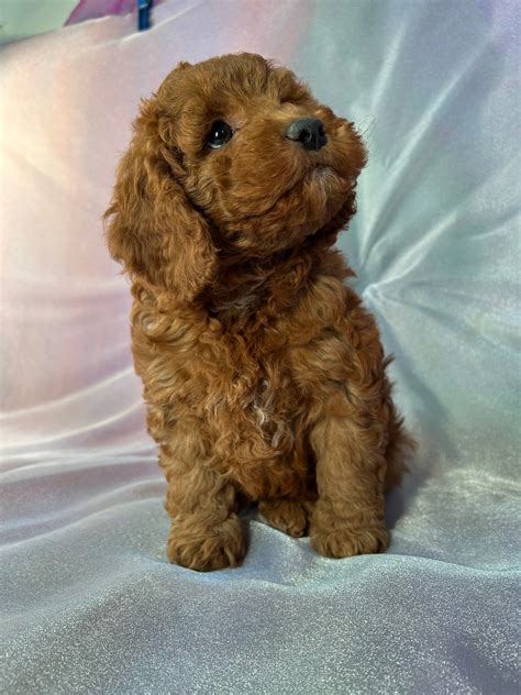 Image result for Female Cockapoo