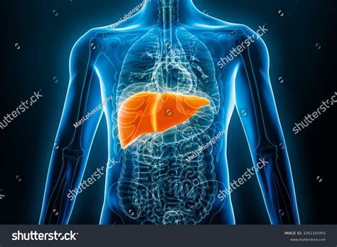 Xray Anterior Front View Human Liver Stock Illustration 2261181955 | Shutterstock