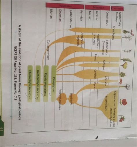 A sketch of the evolution of plant forms through geological periods NCERT..