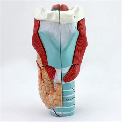 Buy Human Throat Model, Pharynx & Larynx Anatomical Chart, Human Larynx ...
