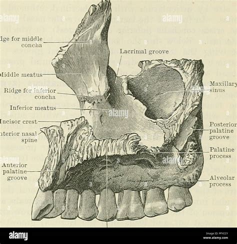 Anterior Nasal Spine