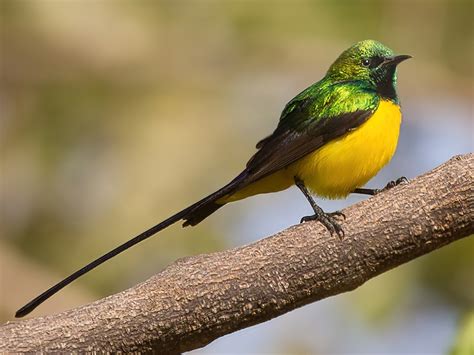 Pygmy Sunbird - eBird