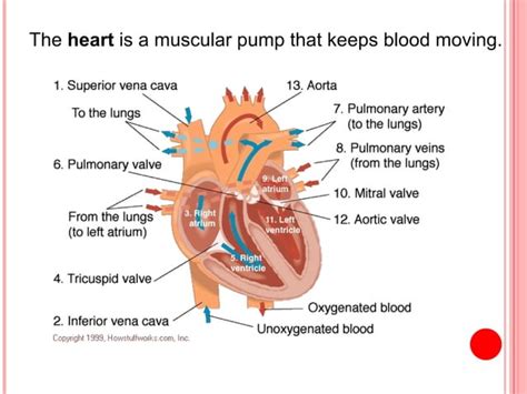 Tutorial of How a Heart Functions 的图像结果