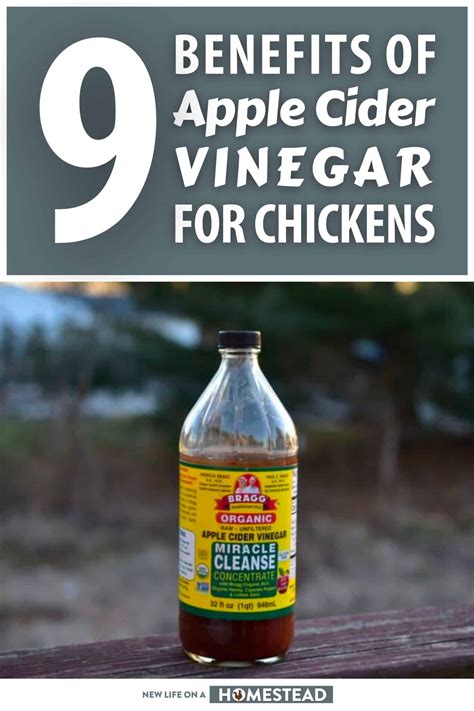 9 Benefits of Apple Cider Vinegar for Chickens • New Life On A Homestead