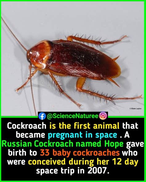 Pregnant Roach