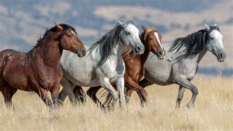 Horses: Domestic, feral and wild | Live Science