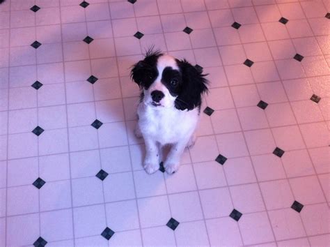 Zuke's Healthy Dog Treats - Mom Blog Society