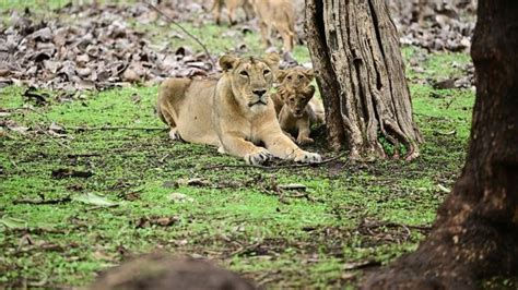 Echidnas: Unveiling Their Fascinating Traits UPSC.