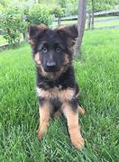 Image result for Long Haired German Shepherd Puppies
