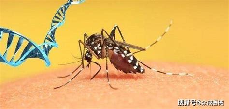美国又添新乱：把蚊子当“超级英雄”能救他们吗？_转基因