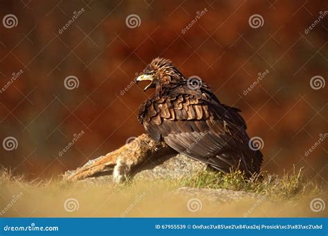 Bird of Prey Golden Eagle, with Kill Red Fox on Stone - Photo with Nice Blurred Orange Autumn ...