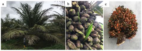 A Non-Shedding Fruit Elaeis oleifera Palm Reveals Perturbations to ...