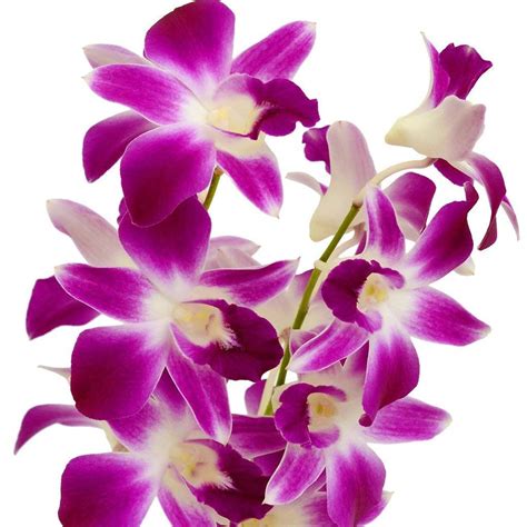 Dendrobium Orchid Plant