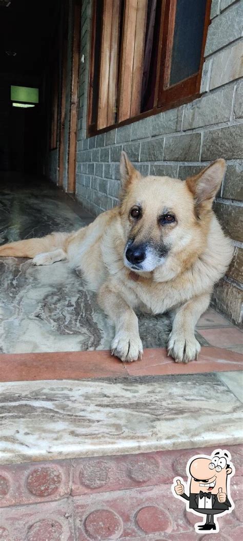 Menu at Dropout Adventures, Manali