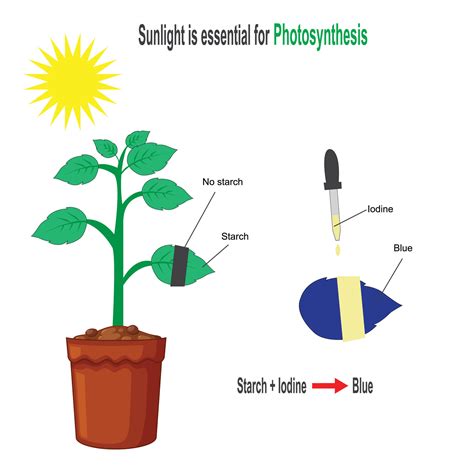 Photosynthesis Experiment Elementary at Declan Goodisson blog