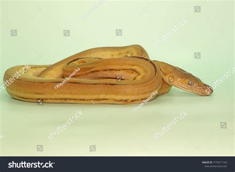 Image result for Python Wrapping Itself around Prey