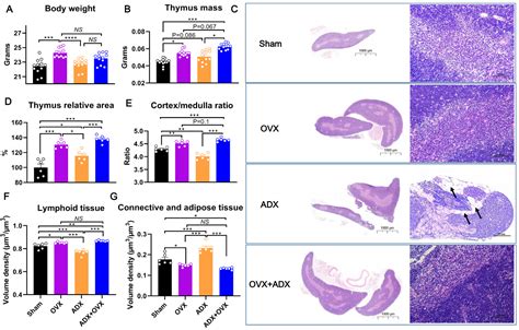 Mechanical Insights into the Distinct Effects of Ovariectomy Versus ...