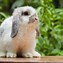 Image result for Black and White Harlequin Rabbit
