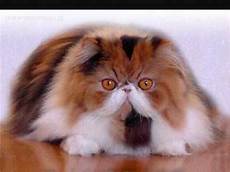 gatti persiani gatti persiani gatti persiani gatti persiani