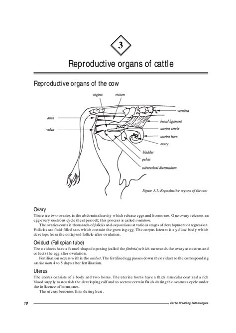 Cow Reproductive System Model 的图像结果