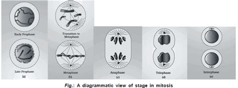 Cell Division, Chapter Notes, Class 11, Biology PDF Download