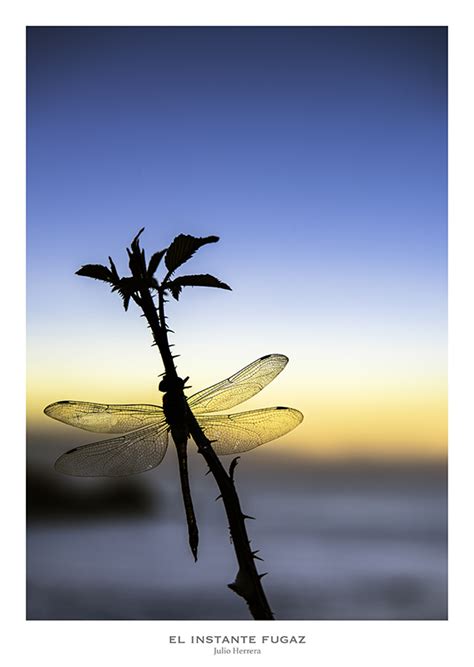 Crepúsculo con luciérnaga — Julio Herrera