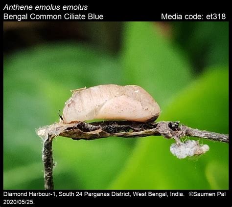 Anthene emolus | Butterfly