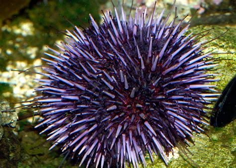 Purple Sea Urchin | Cabrillo Marine Aquarium - San Pedro, California