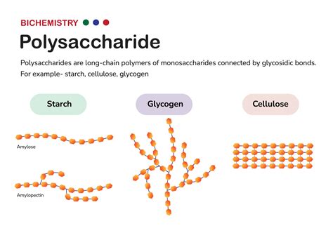 Why Do Plants Convert Glucose To Starch at Sarah Gooding blog