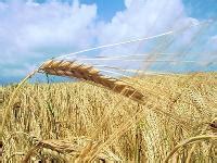小麦的收获指数怎么算 - 农业种植网