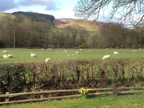 FELIN CREWI (Machynlleth) - B&B Reviews & Photos - Tripadvisor