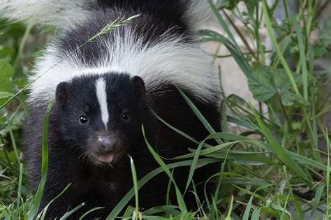 Predators Of Skunks