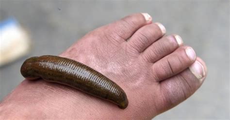 Worms with head like battle axe invade France: All you need to know ...