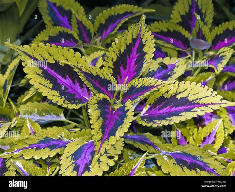 Coleus arc en ciel Banque de photographies et d’images à haute résolution - Alamy