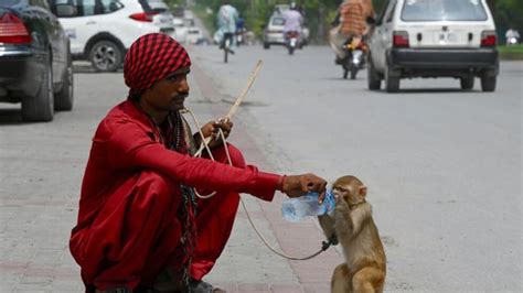 Baby monkey brought in as evidence escapes, causes chaos in Pakistan ...