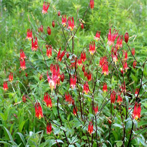 Red columbine (Aquilegia canadensis) – Wild Seed Project Shop