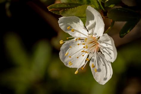 Florida State Flower And Tree