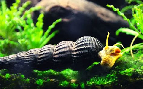 Pet Snail Tank 的图像结果