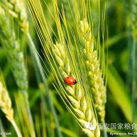 2021小麦最新价格与走势分析！-三农信息网