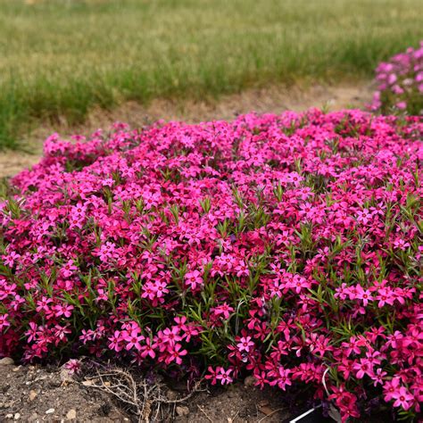 Phlox subulata Red Wing - Creeping Phlox – New Blooms Nursery