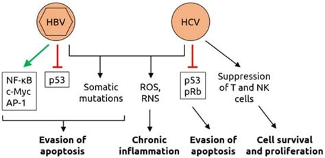 The Roles of the Virome in Cancer | Encyclopedia MDPI