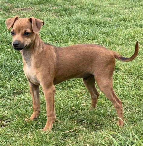 Rassehunde Zwergpinscher Kleinanzeigen | Rassehunde Zwergpinscher ...