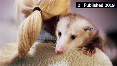 What Happens If A Dog Gets Bit By A Possum