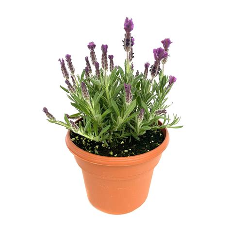 Spanish Lavender - Sheridan Nurseries Online