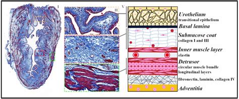Bioengineering Approaches for Bladder Regeneration