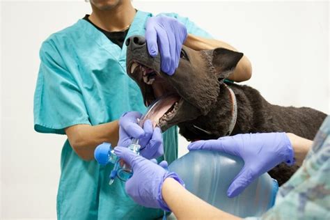 Image result for Veterinary Simulation Surgery