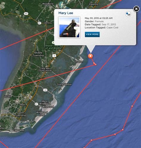Great white shark 'Mary Lee' returns to N.J. coastline - nj.com