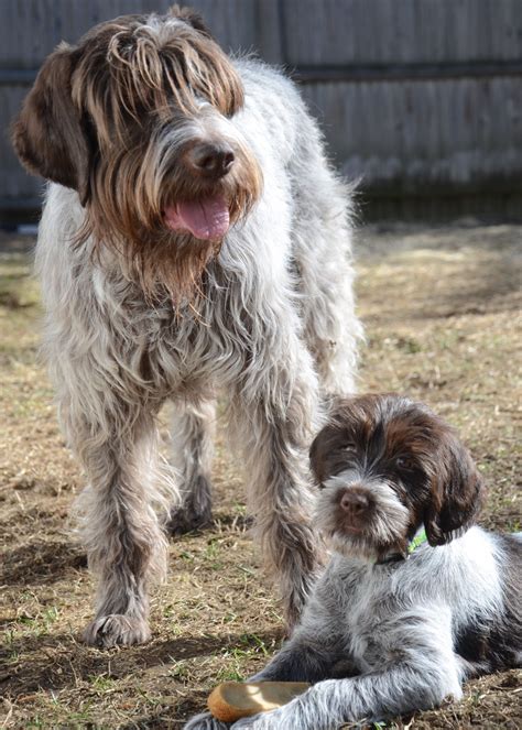 Wirehaired Pointing Griffon 101 Griswold's Griffons